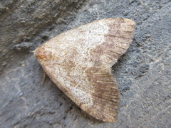 Scedopla diffusa