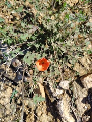 Sphaeralcea laxa, photograph (c) Y. Liu, some rights reserved (CC BY)