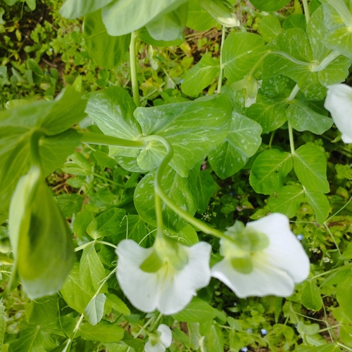 Common Pea