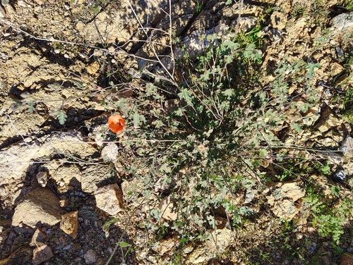 Sphaeralcea laxa, photograph 2