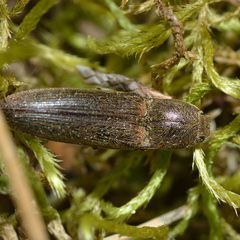 Gambrinus griseus
