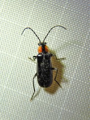 Rhagonycha lineola