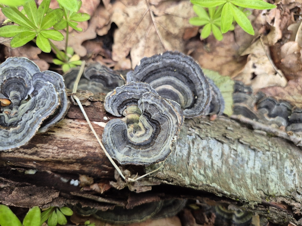 Trametes versicolor · May 2026 · photo: © bobo-x (iNaturalist, cc-by)