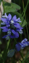 Polygala calcarea, photograph (c) A. Johann, some rights reserved (CC BY)