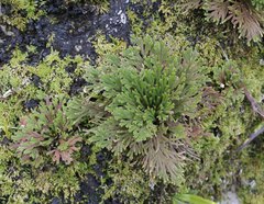 Selaginella tamariscina