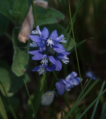 Polygala calcarea, photograph 2