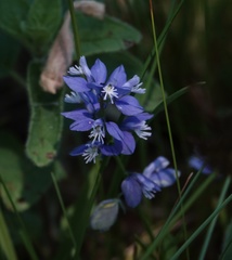 Polygala calcarea, photograph (c) A. Johann, some rights reserved (CC BY)