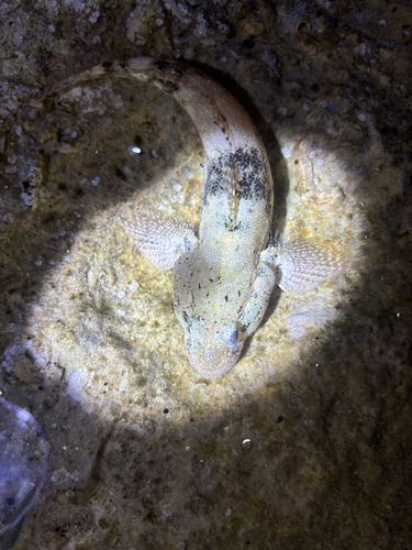 Gobius cobitis
