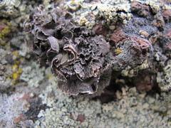 Umbilicaria virginis