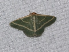 Mixocera latilineata