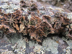 Umbilicaria krascheninnikovii