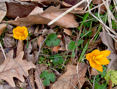 Crocus flavus