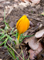 Crocus flavus