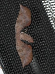 Parepisparis multicolora