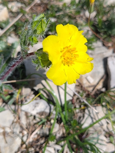 Potentilla hirta, photograph 2