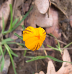 Crocus flavus