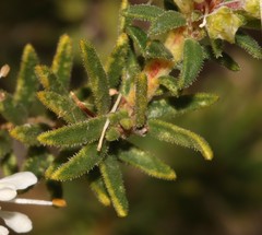 Agathosma hispida