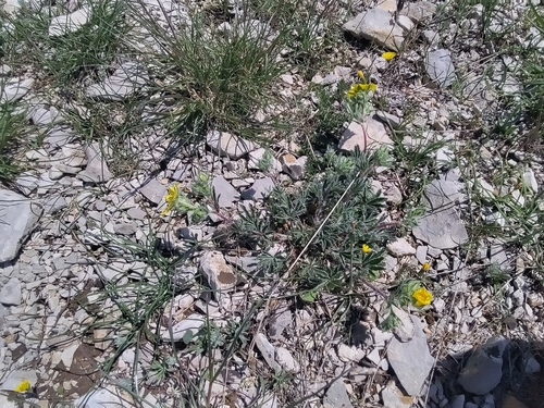 Potentilla hirta, photograph 3