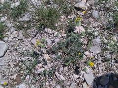 Potentilla hirta, photograph (c) Yves Bas, some rights reserved (CC BY)