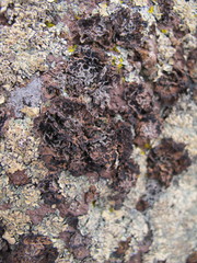 Umbilicaria krascheninnikovii