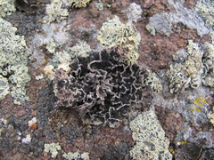 Umbilicaria krascheninnikovii