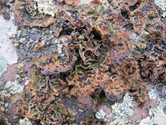 Umbilicaria krascheninnikovii