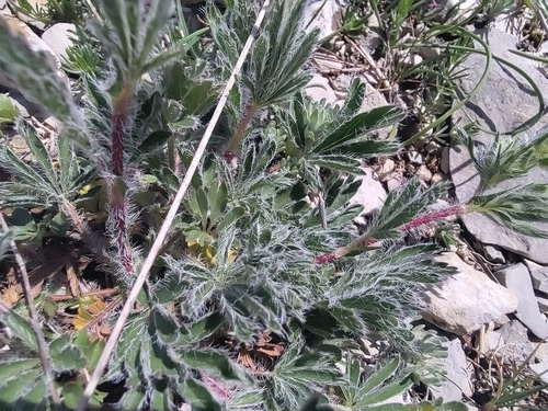 Potentilla hirta, photograph 4