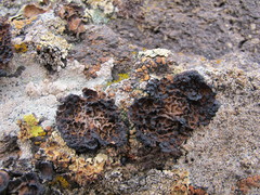 Umbilicaria krascheninnikovii