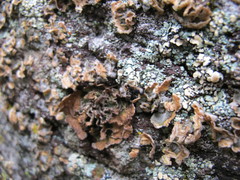 Umbilicaria krascheninnikovii