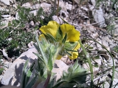 Potentilla hirta, photograph (c) Yves Bas, some rights reserved (CC BY)