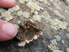 Umbilicaria krascheninnikovii