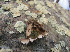 Umbilicaria krascheninnikovii