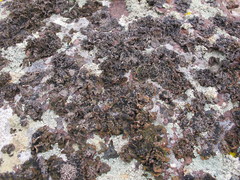 Umbilicaria krascheninnikovii