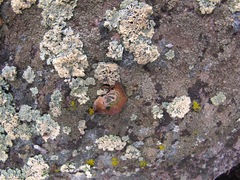 Umbilicaria krascheninnikovii