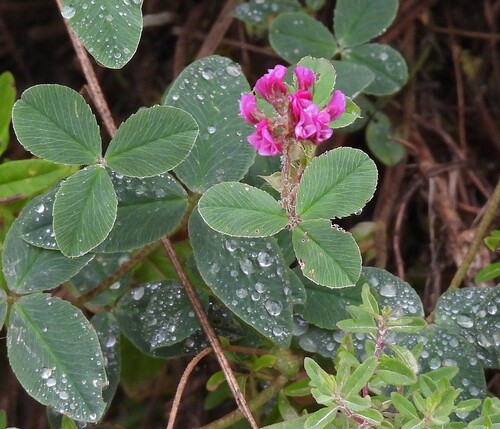 Trifolium amabile, photograph 1