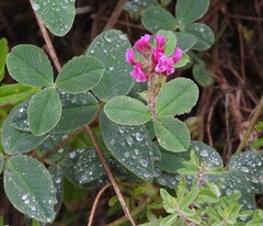 author not stated, no rights reserved Trifolium amabile, photograph author not stated, no rights reserved