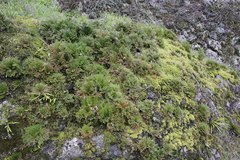 Selaginella tamariscina