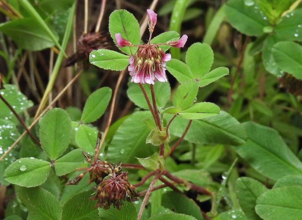 Trifolium amabile; photograph author not stated, no rights reserved