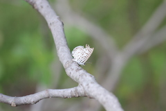 Leptotes cassius cassius