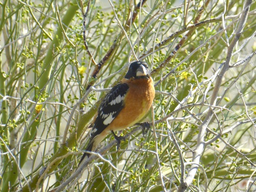 iNaturalist observation photo of Black-headed Grosbeak