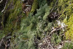 Selaginella tamariscina