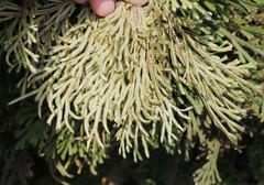 Selaginella tamariscina
