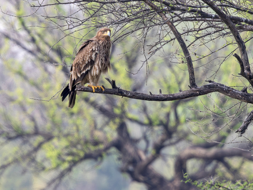 Imperial Eagle
