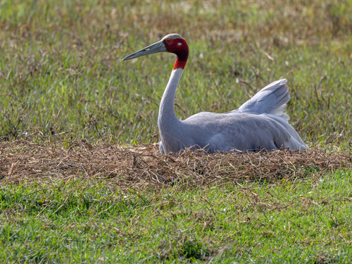 Sarus Crane