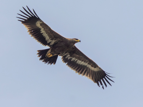 Steppe Eagle