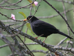 Turdus serranus