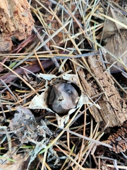 Geastrum tenuipes