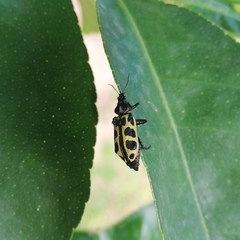 Astylus atromaculatus