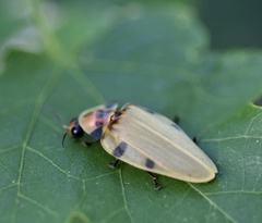 Aspisoma sticticum