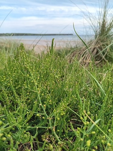 Asparagus prostratus, photograph 2